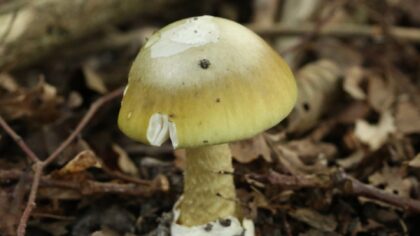 Ook in Helmond oppassen voor de groene knolamaniet: ‘Niet verwarren met een champignon’